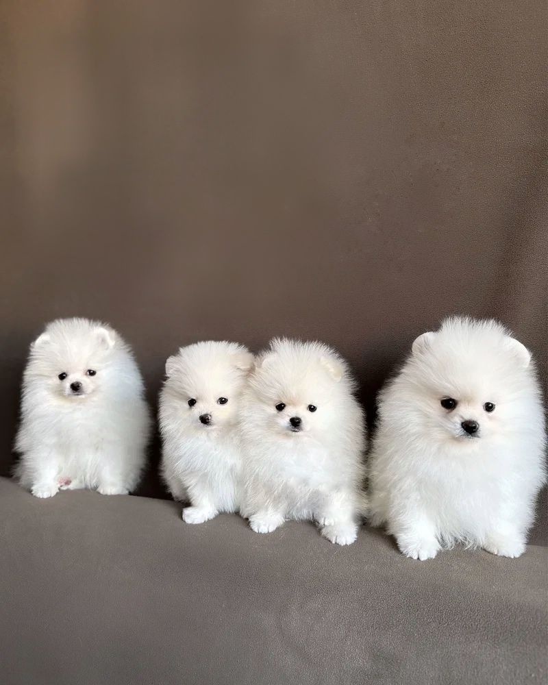 Pomeranian mini - 3