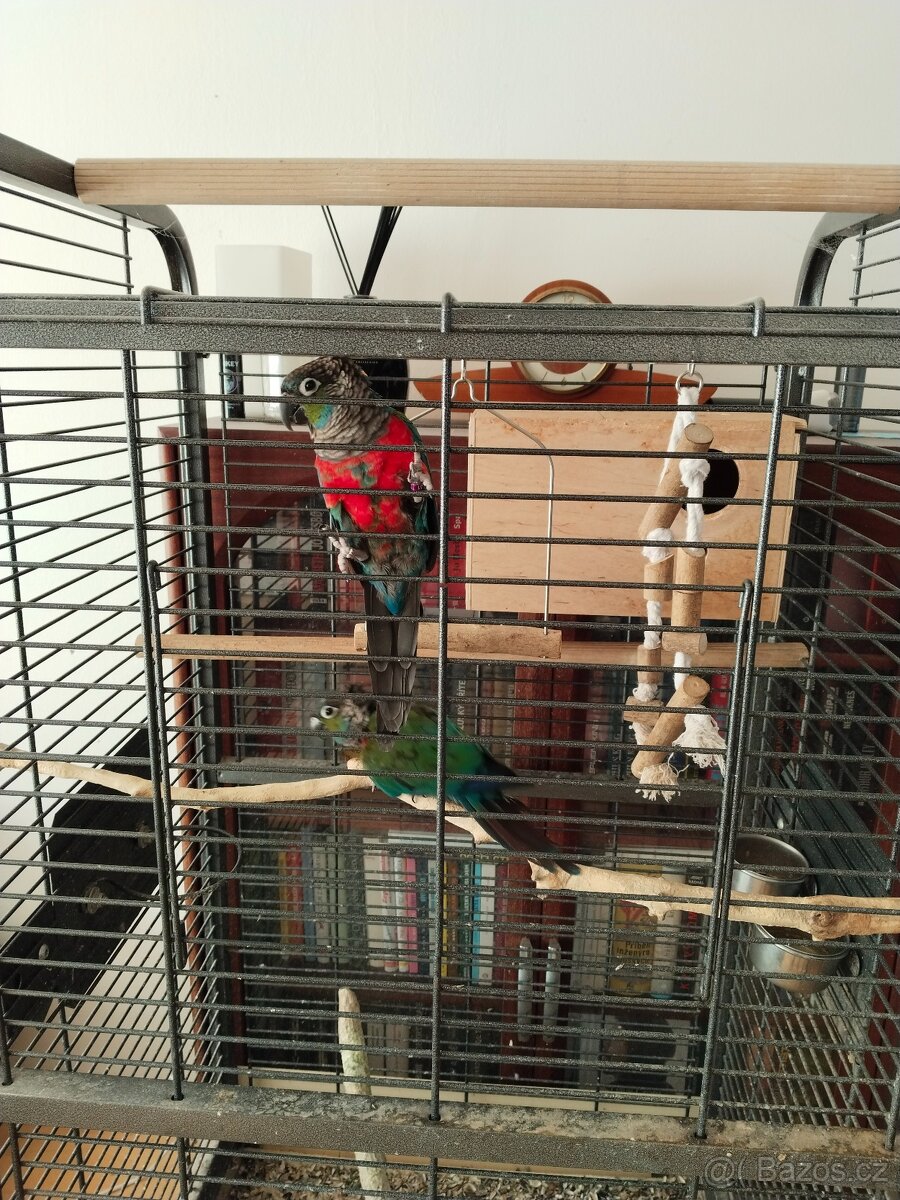 Pyrrhura rudobřichá - 3