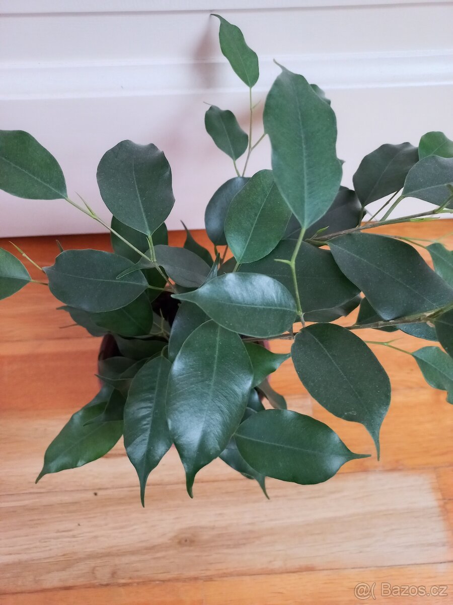 Ficus benjamina - 3