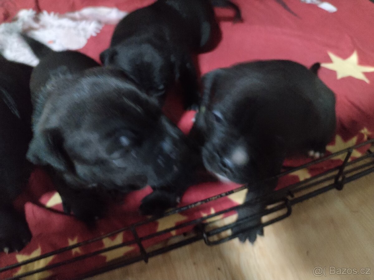 Štěňátka - 3