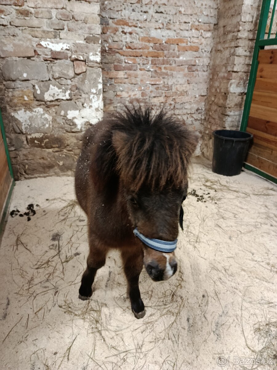Poník mini - 3