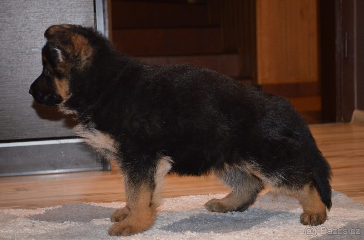 Nemecky ovcak kratkosrsty - 3