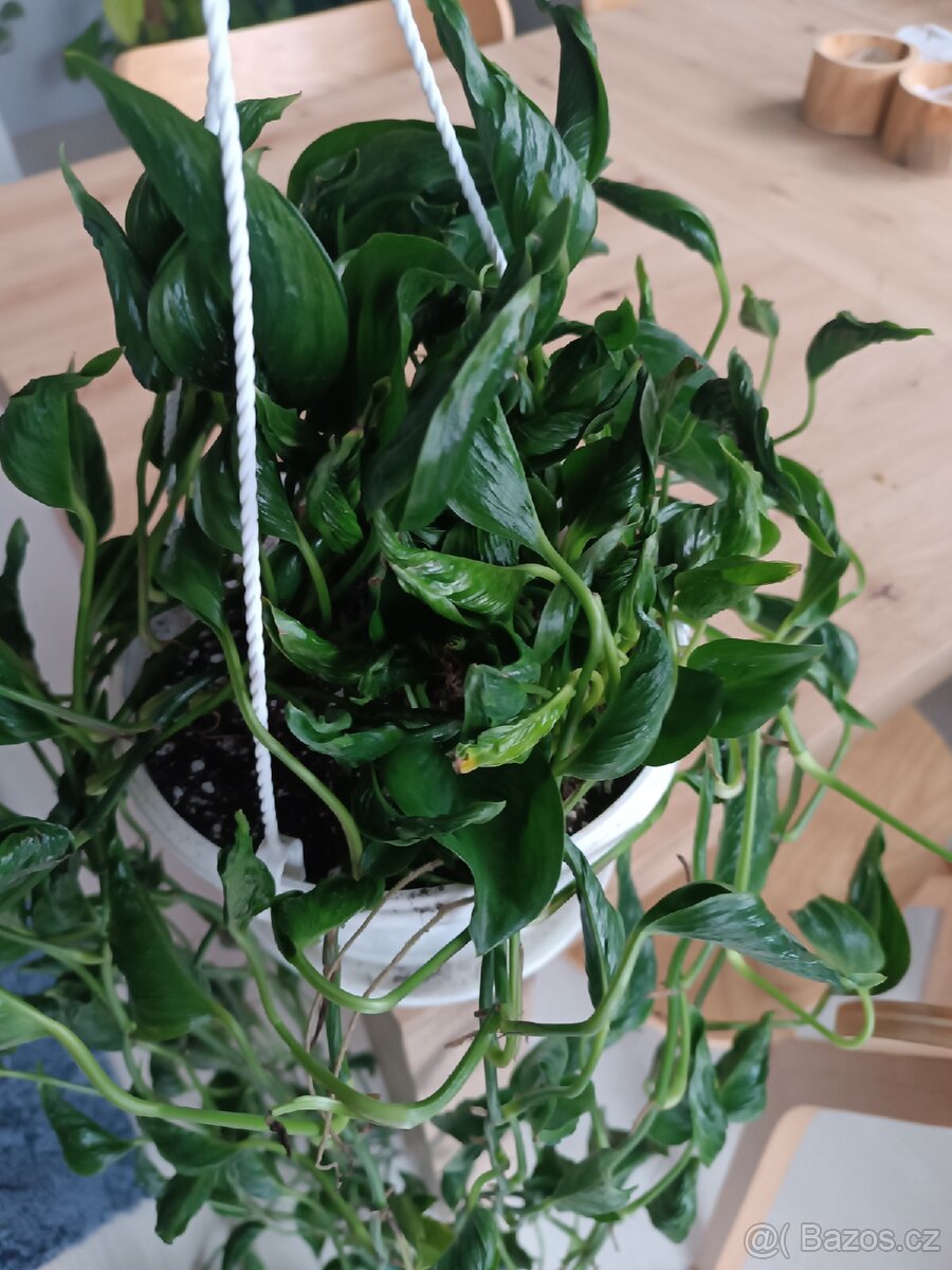 Epipremnun Godzilla - 3