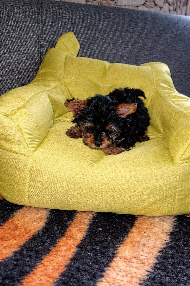 Jorkšírský teriér štěňata bez PP - 3