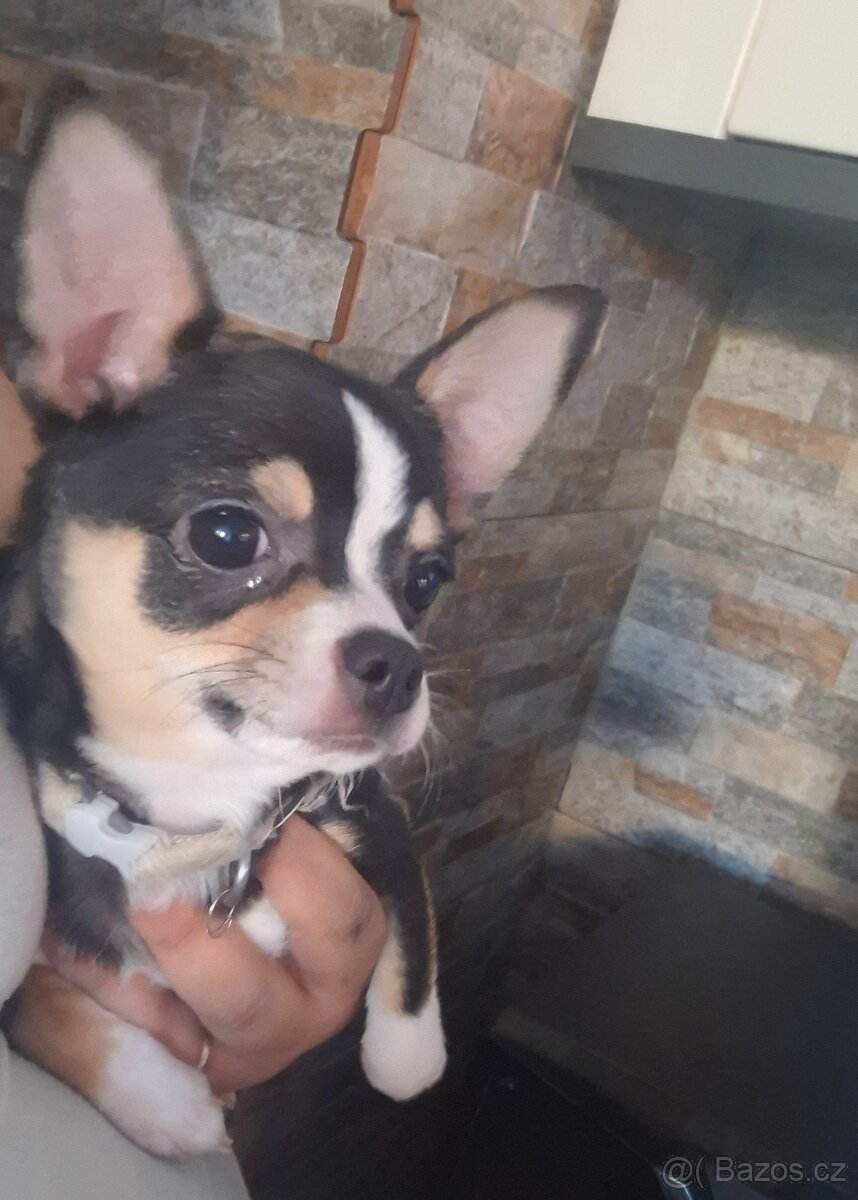 Čivava štěně - 3