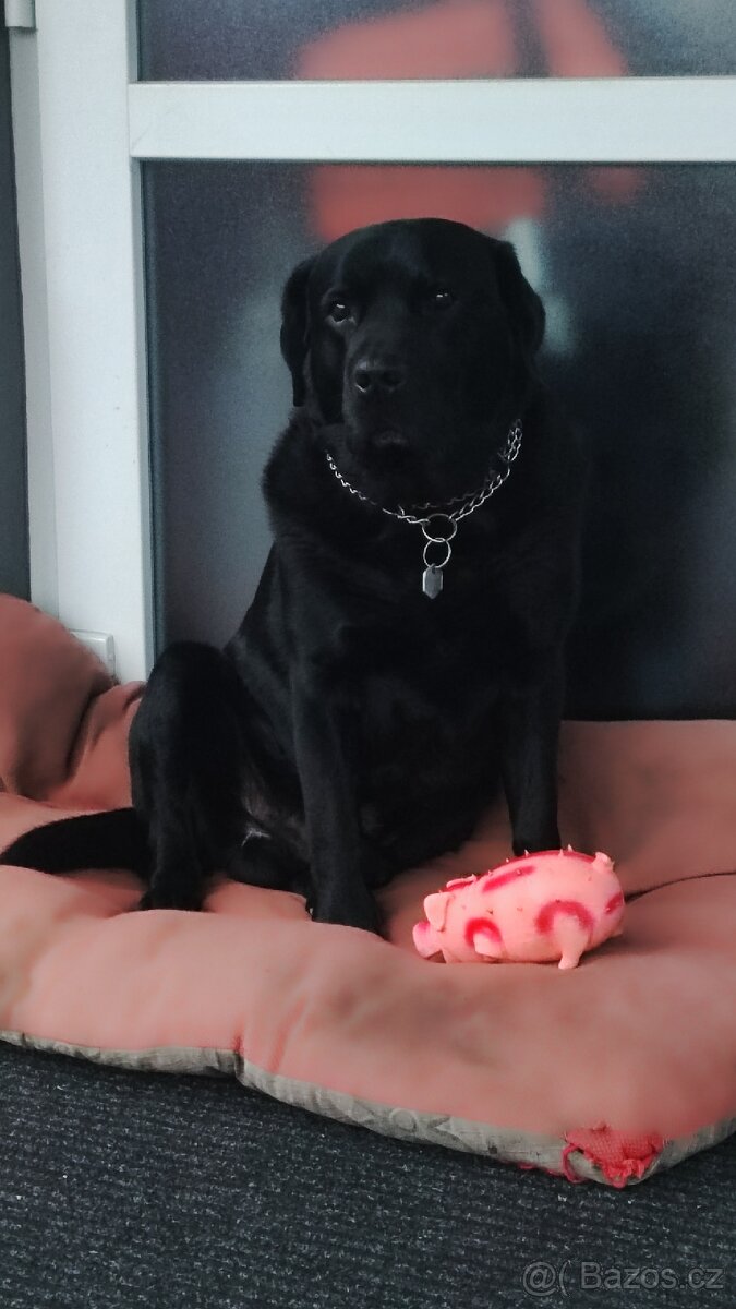 Labrador ke krytí - 3