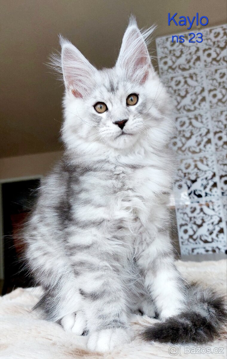 Mainská mývalí koťátka s PP - 3