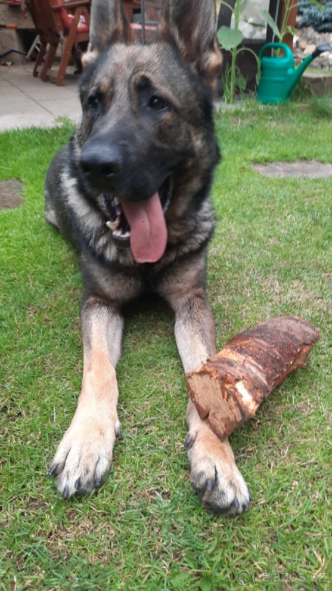 Daruji německého ovčáka s PP - 3