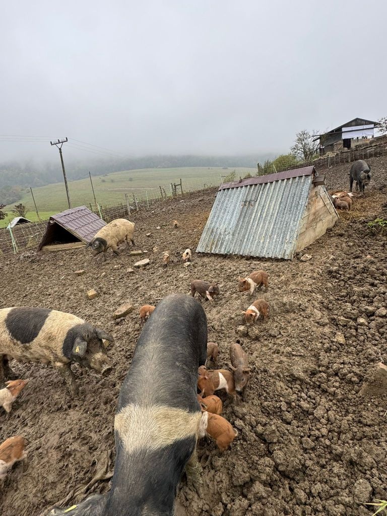 slovenské pastevné prasa - predám prasnice, prasnici - 3