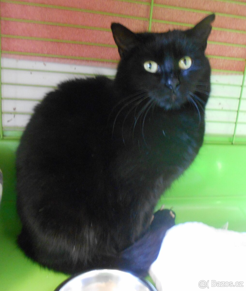 Černá, hodná, klidnější 2,5letá kočička Šmudlinka Micinka - 3