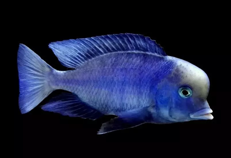 Tlamovci Malawi 21 - 3