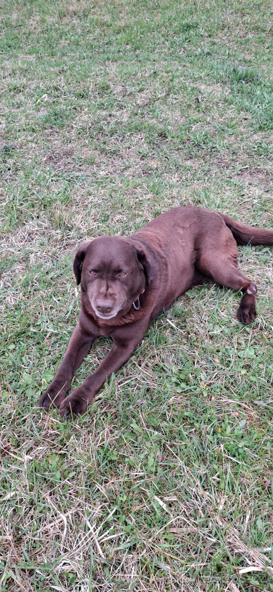 Labrador ke krytí - 3