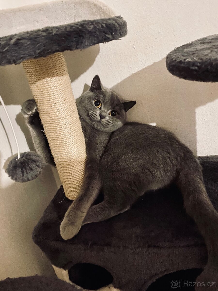 Prodám kočku – britská modrá - 3