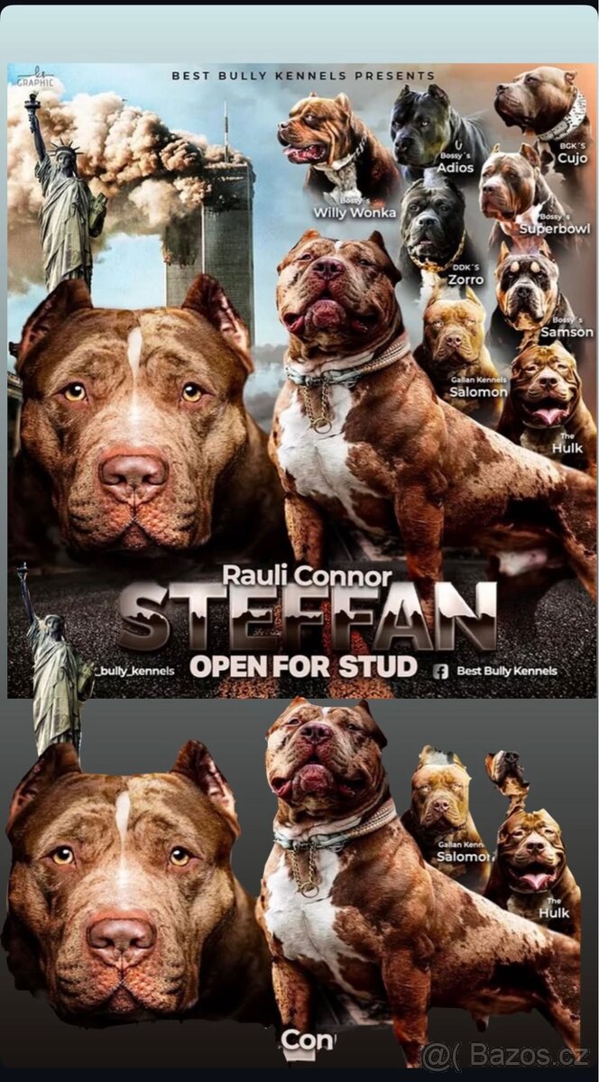 American bully XL - krytí - 3