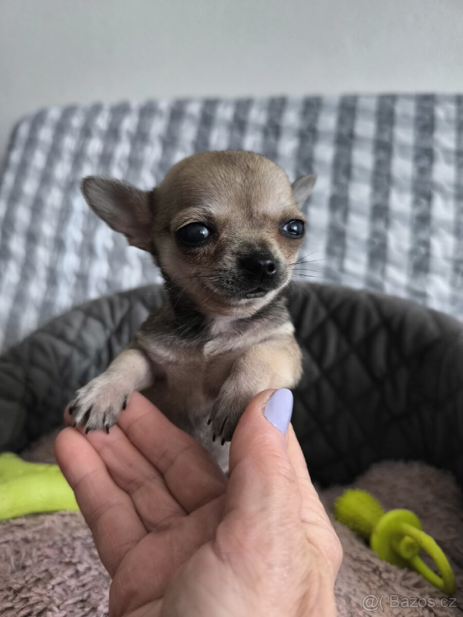Čivava - štěňátko pejsek. - 3