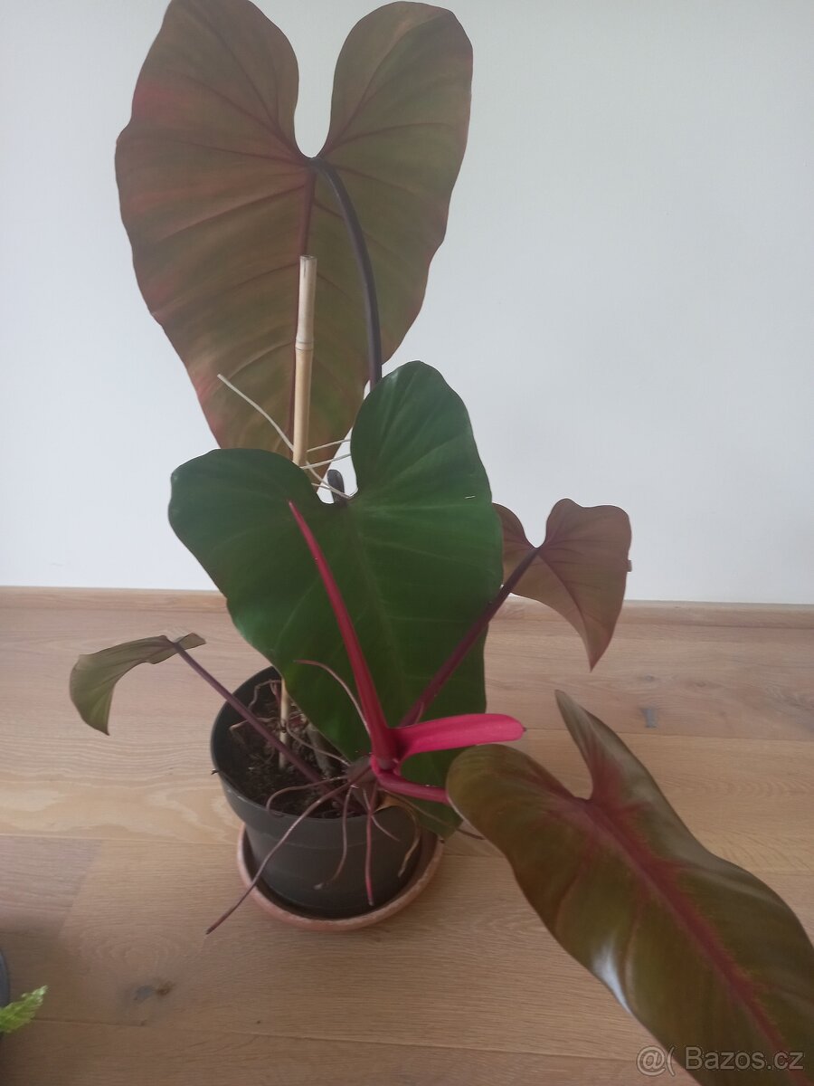 Philodendron Red - 3