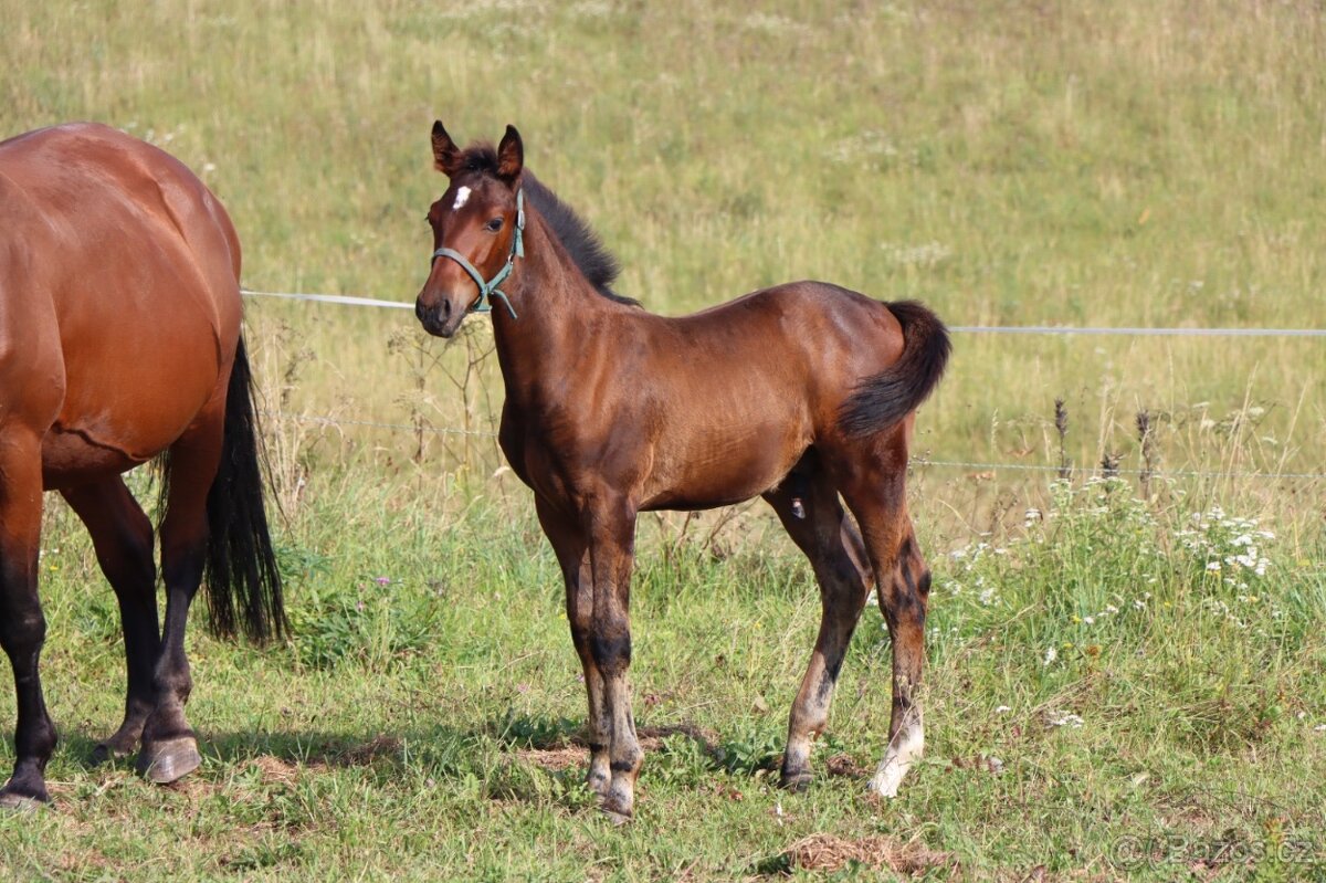 ČT hřebeček 2025 - Možnost splátek - 3