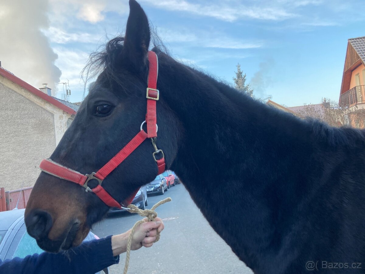 11 lety Valach na rekreaci - 3