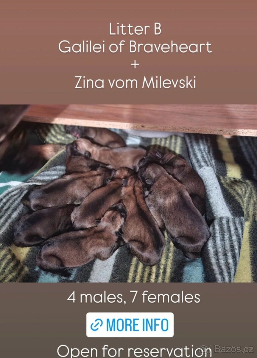 Belgický ovčák malinois štěňata - 3