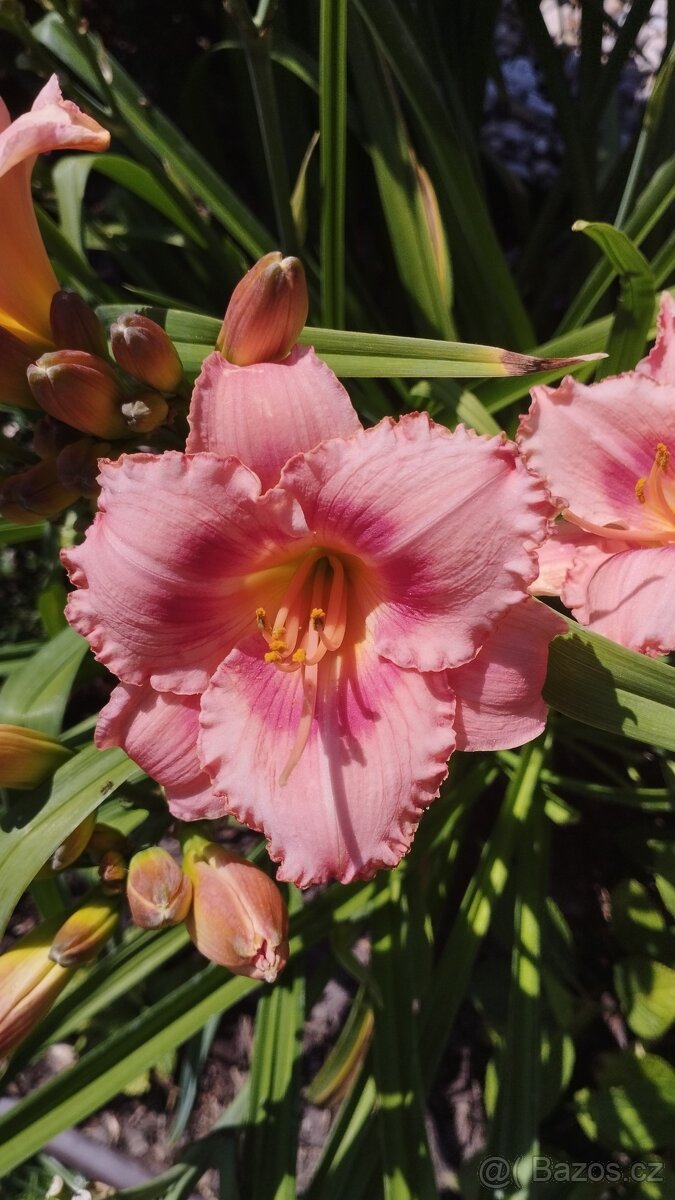 Trvalky, bylinky odběr na jaře - 3