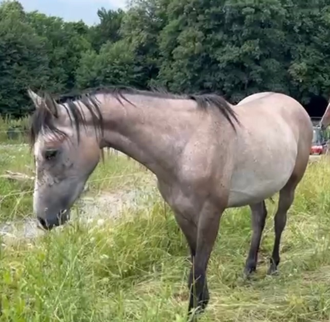 Skoková klisna nar. 2023 - 3