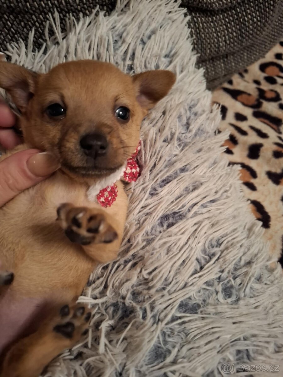 Stěně Čivava X Pražský Krysařík - 3