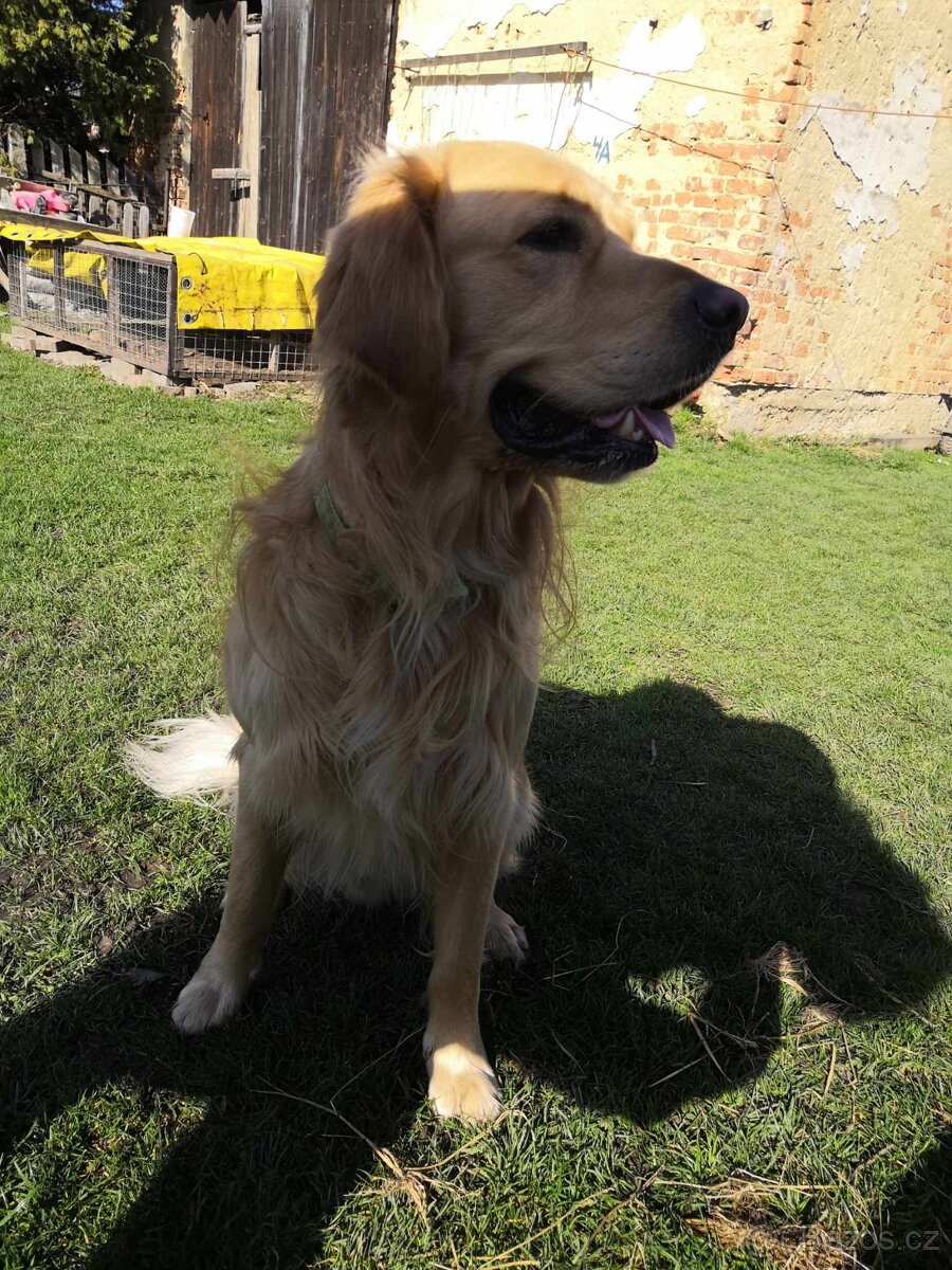 Zlatý retrívr - krytí - 3