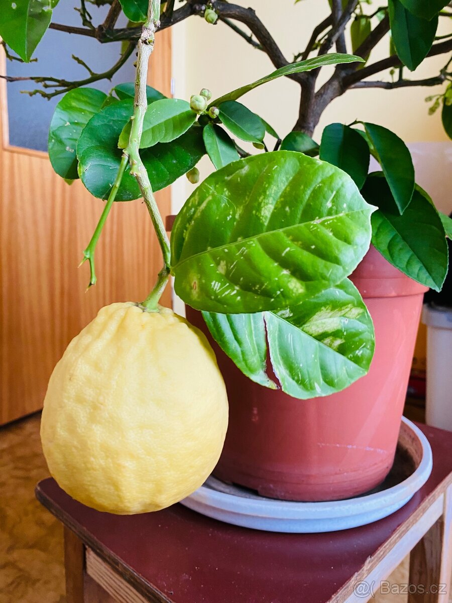 Citrus citroník plodící - 3