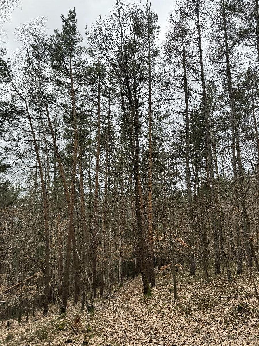 Prodám lesní pozemek v k.ú. Sněhov - 3