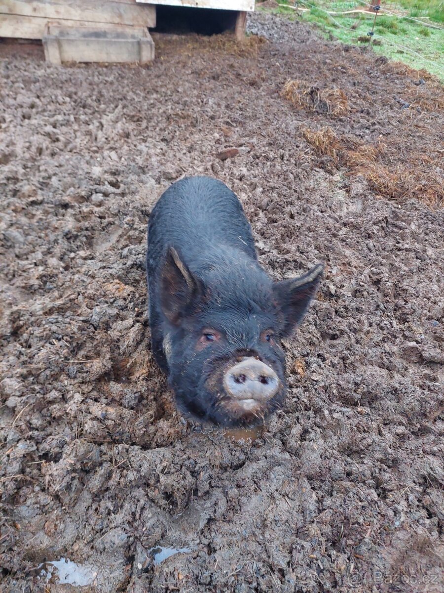 Letošní selata kune kune - 3