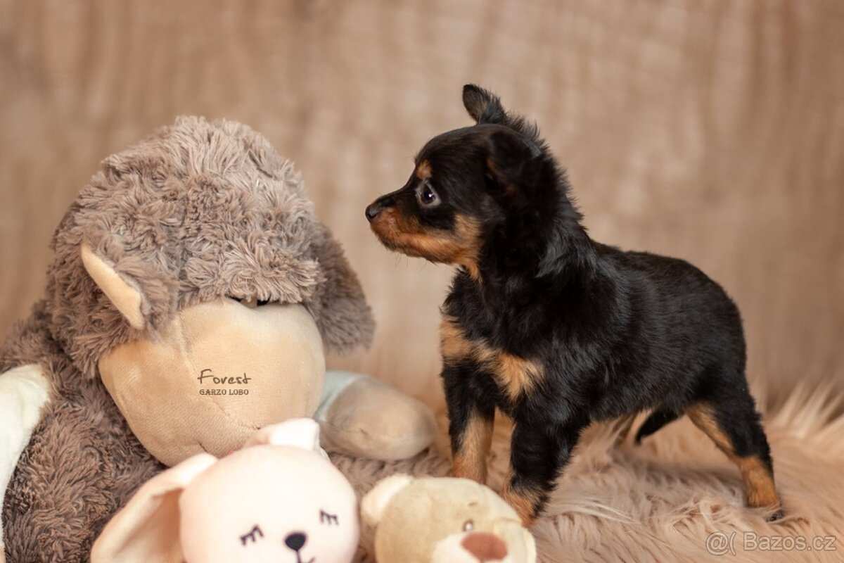 Pražský krysařík s PP FCI - 3