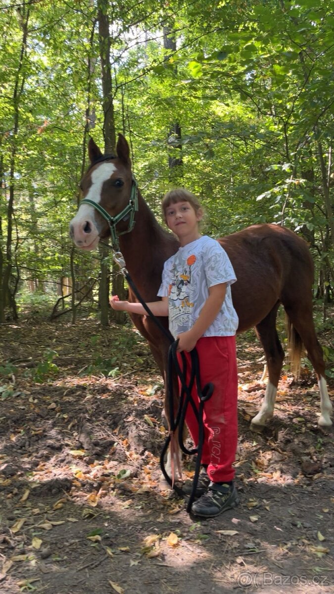 2leta klisna Welsh part bred - 3