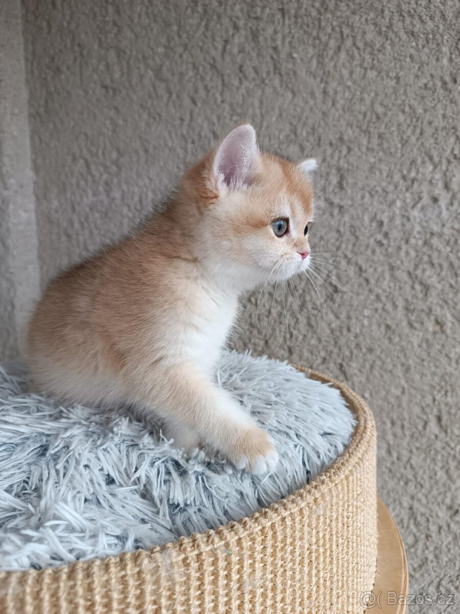 Britská koťátka s PP - 3