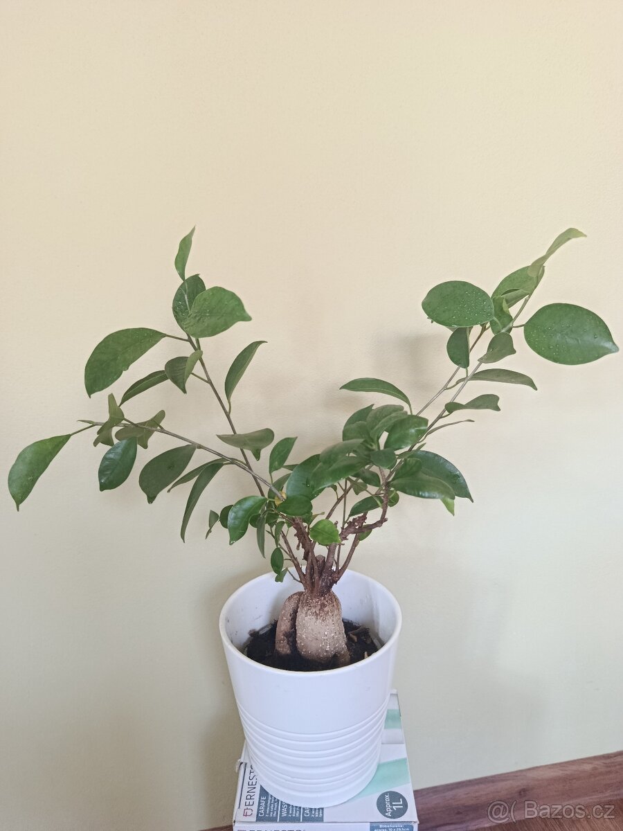 Ficus Ginseng (Bonsaj) - 3