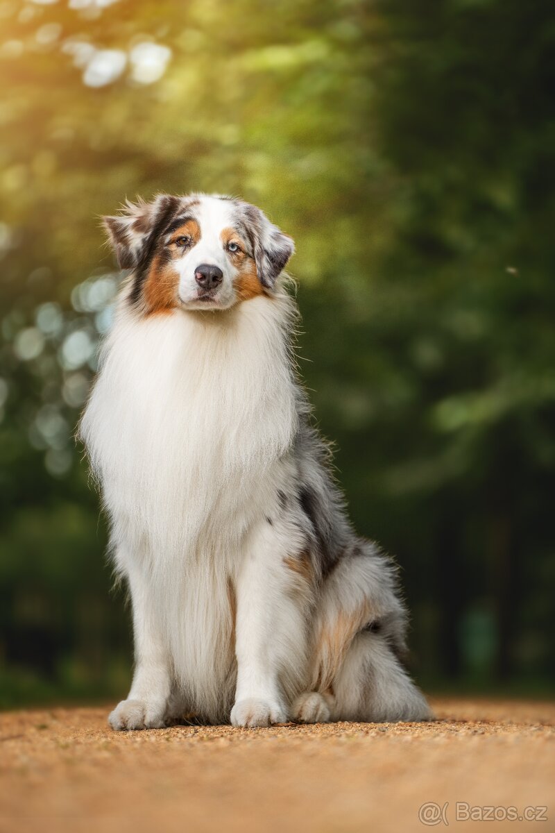 Nabídka krytí chovným psem - 3