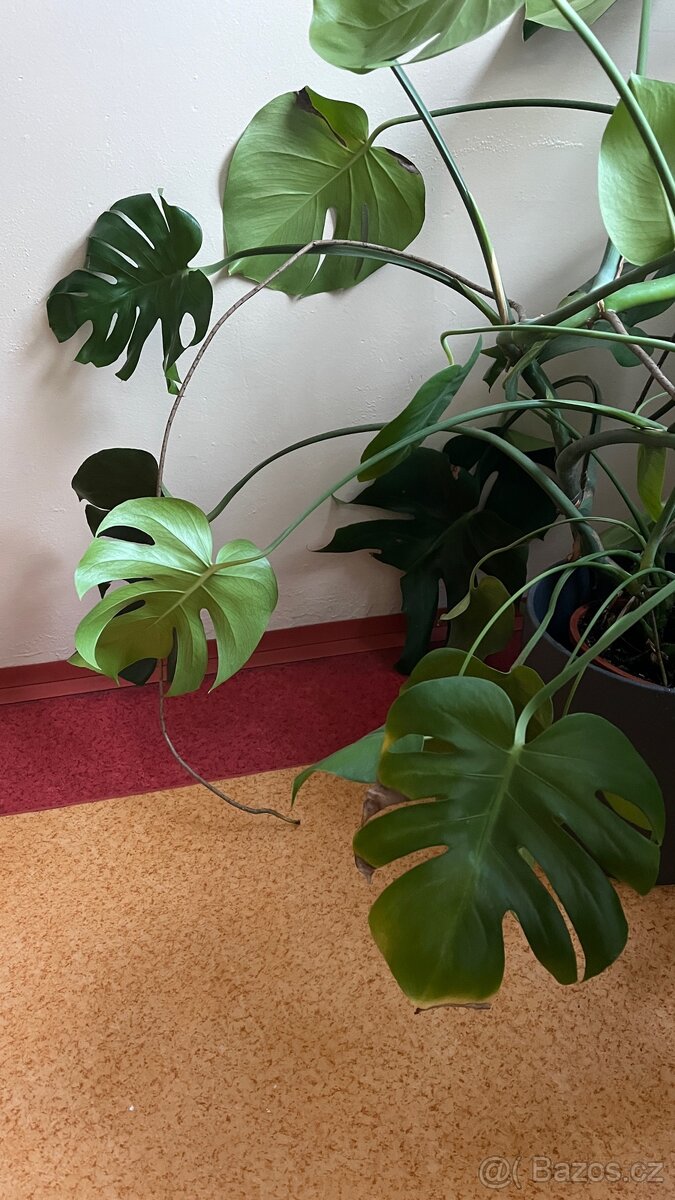 Monstera - velmi pěkná, vzrostlá - 3