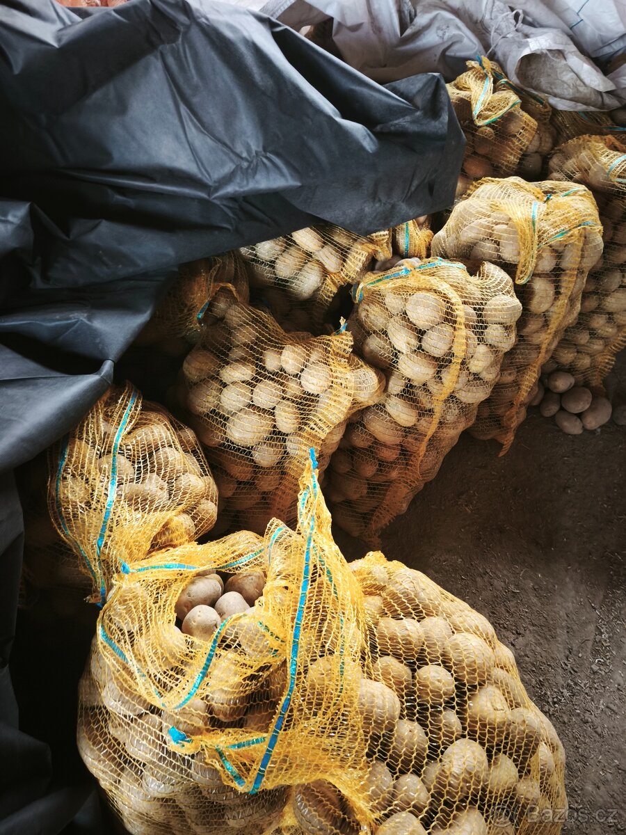 Konzumní brambory - 3