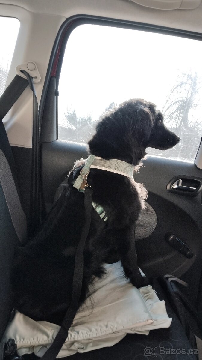 Hledáme psa na krytí - 3