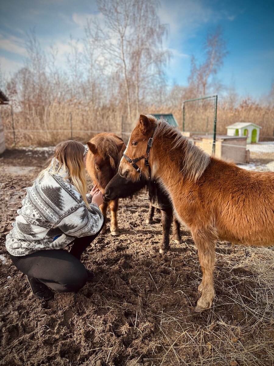 Hrebecek Shetland - 3