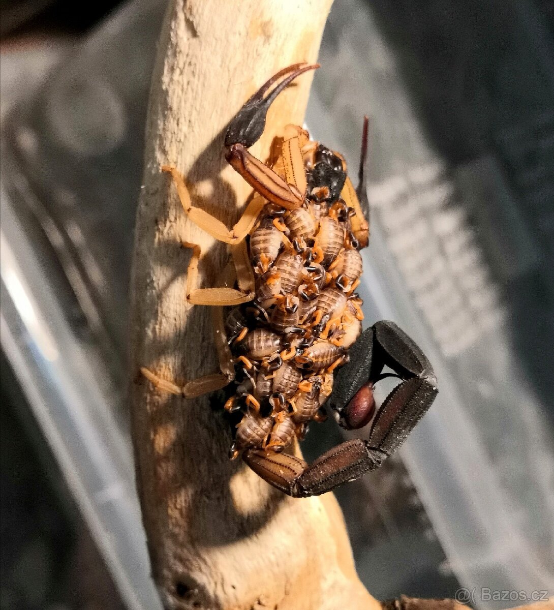 Štíř Scorpion heterometrus, Hottentota, parabuthus atd - 3