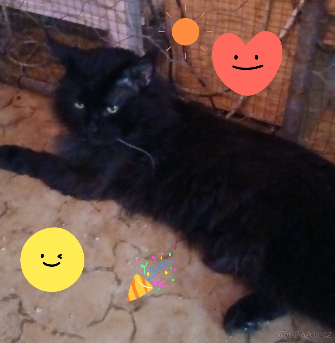 Mainsky mývalí kocour nabízí krytí - 3