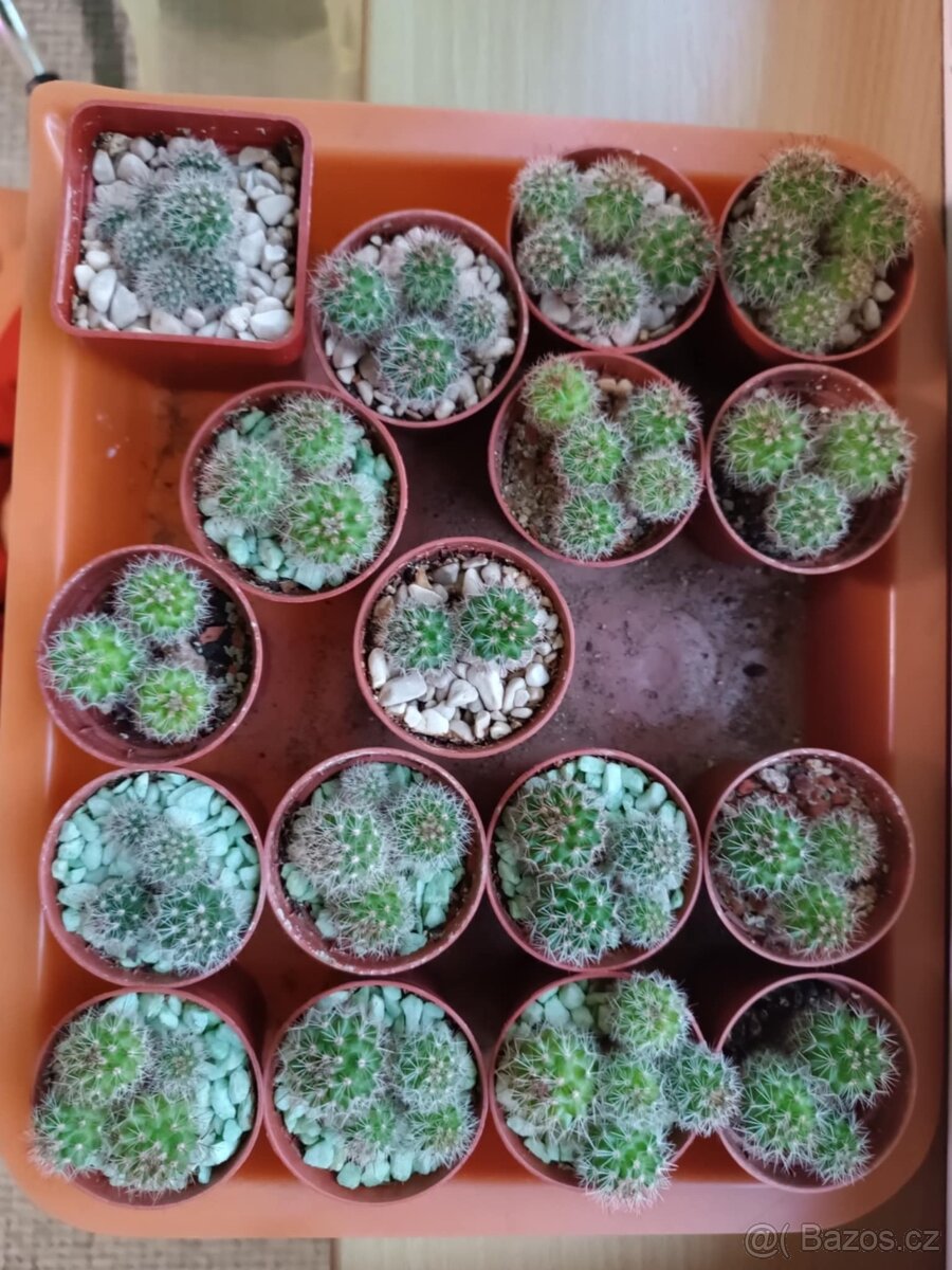 Sazeničky kaktusů mamilárie - 3