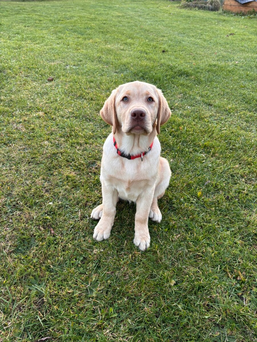 Labradorský retrívr s PP - 3