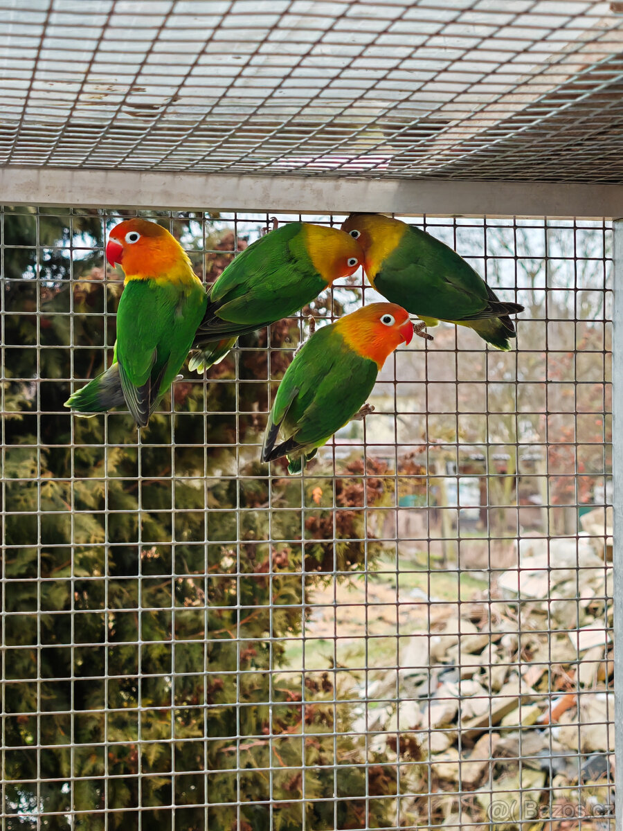 Agapornis fischerův 2025 - 3