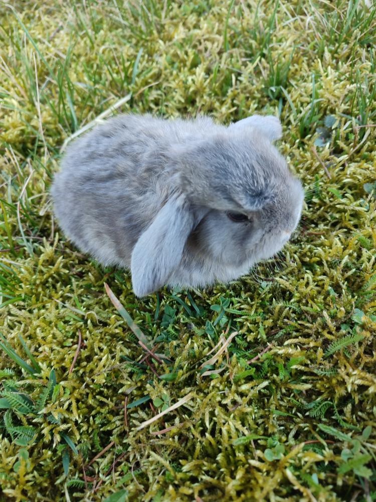 Zakrslý králíček beránek - 3