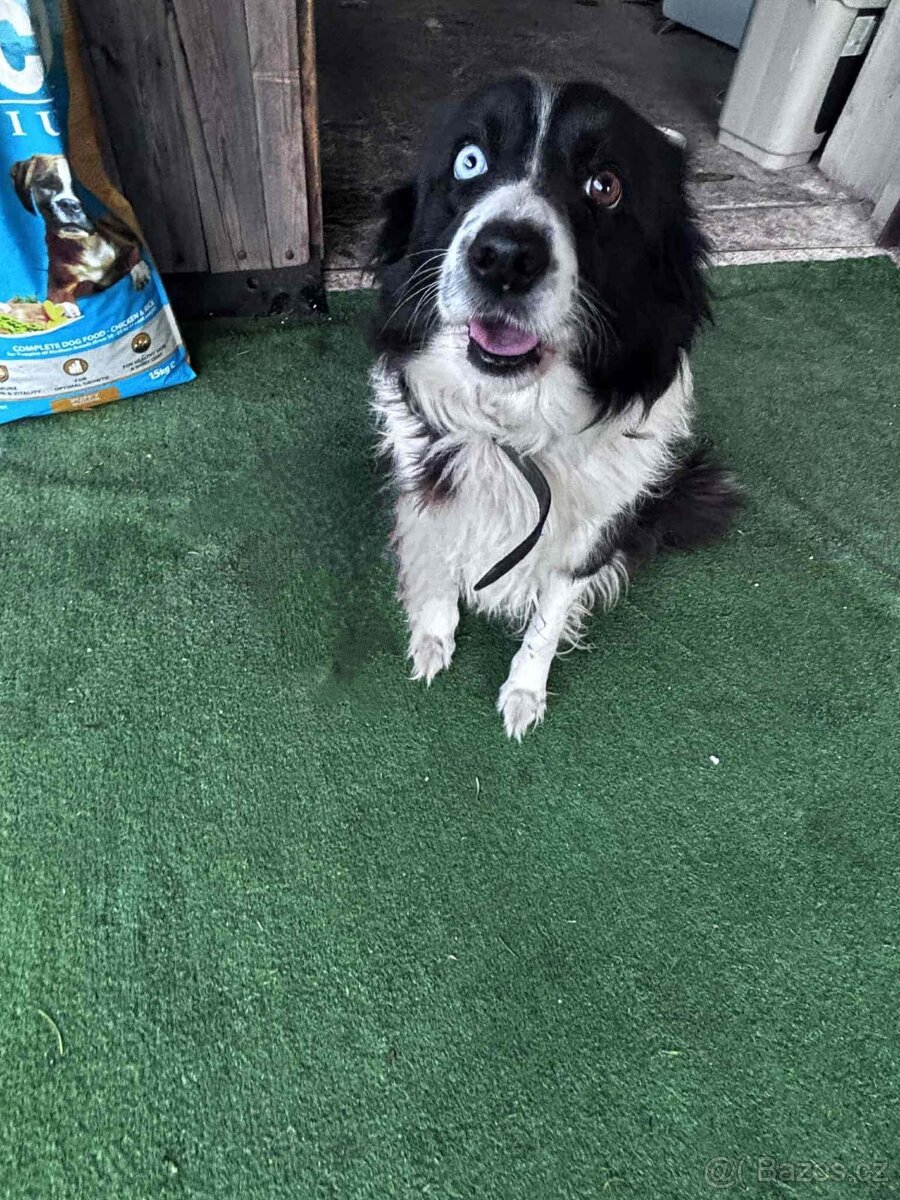 Border kolie - 3
