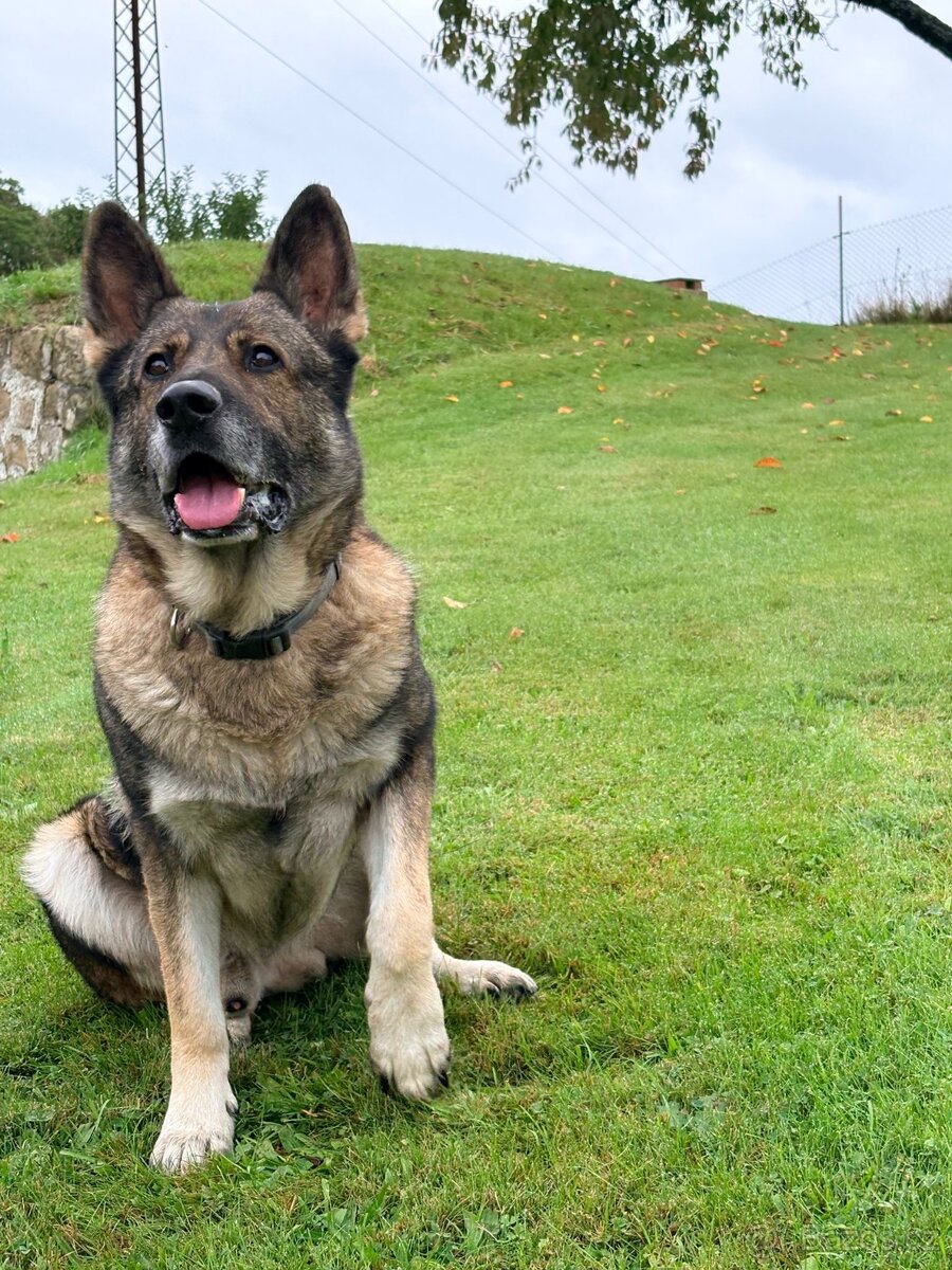 Německý ovčák - 3