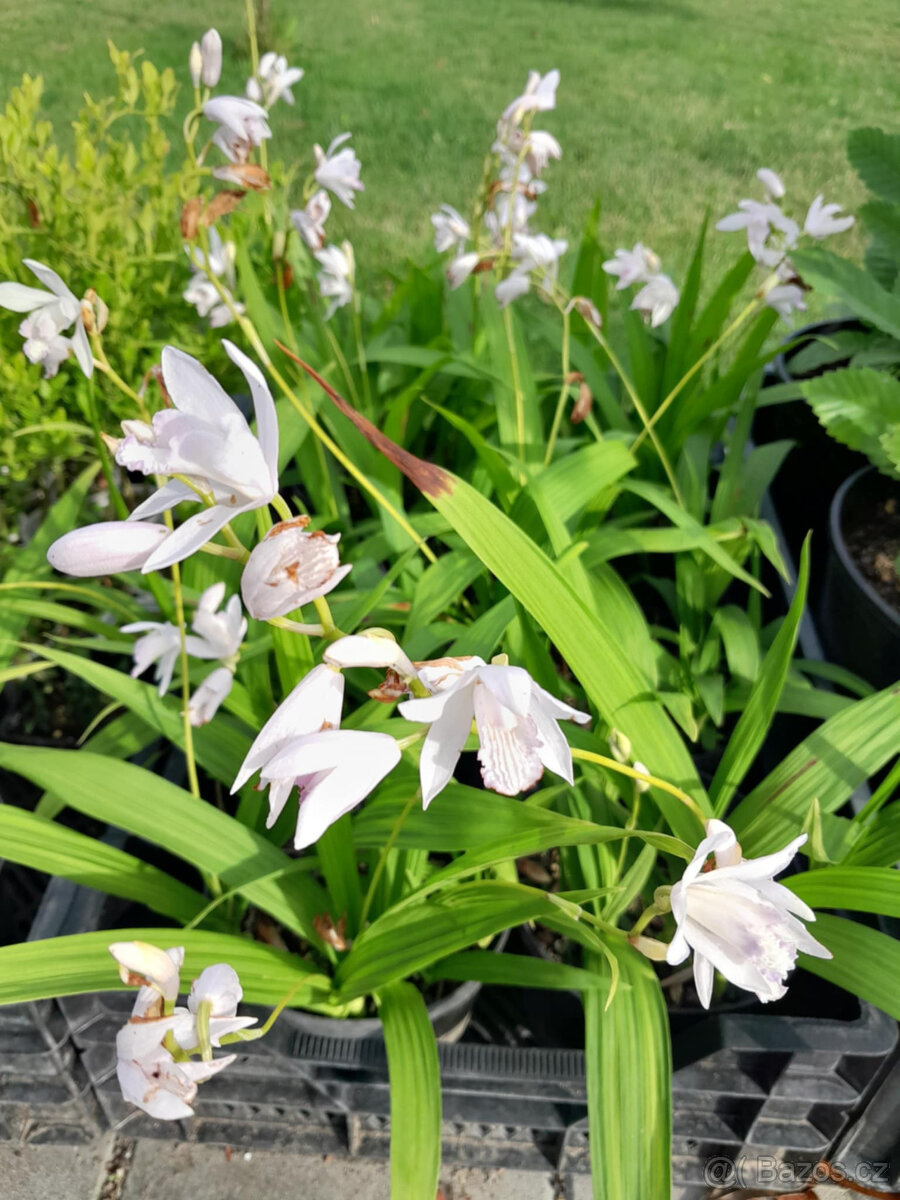 Zahradní orchidej - 3