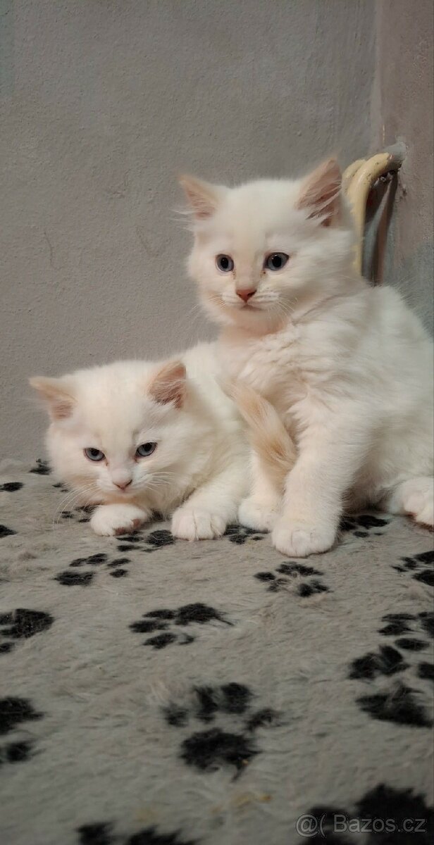 Ragdol bez PP - 3