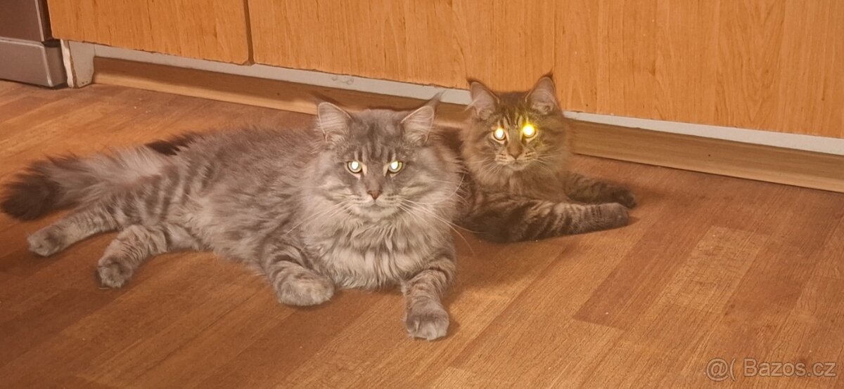 Mainská mývalí kočka - 3